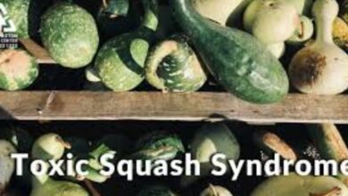 Are There Any Toxic Squash? Know the Risks